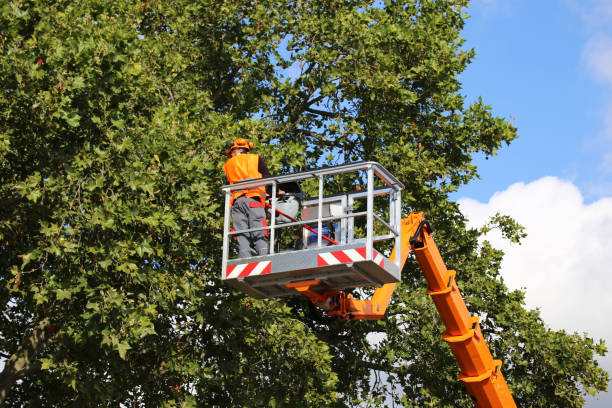 Best Tree Preservation Services  in Louisvle, IL