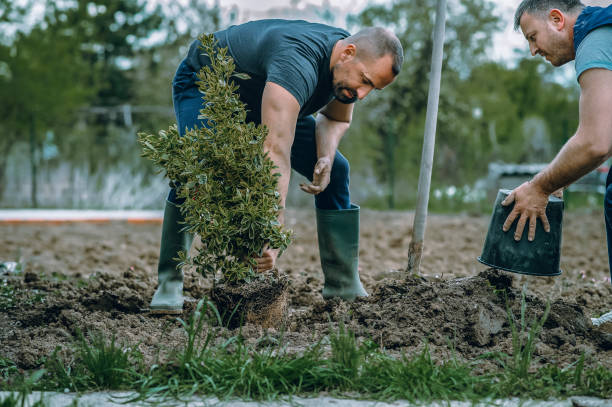 Best Lawn Seeding  in Louisvle, IL