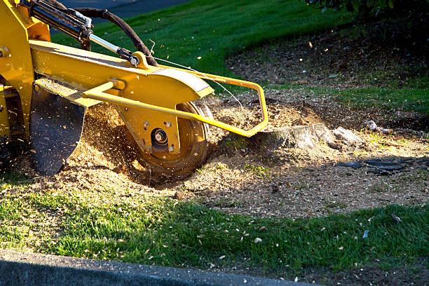 Best Tree Trimming and Pruning  in Louisvle, IL