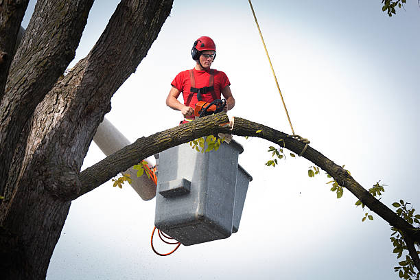 Best Emergency Tree Removal  in Louisvle, IL